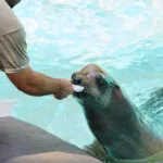 El Zoo de Barcelona refuerza sus protocolos para proteger a los animales frente a los episodios de calor