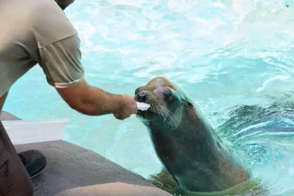 El Zoo de Barcelona refuerza sus protocolos para proteger a los animales frente a los episodios de calor