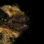 El murciélago del norte aparece por primera vez en la península Ibérica en el Cadí-Moixeró