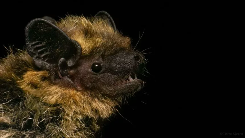 El murciélago del norte aparece por primera vez en la península Ibérica en el Cadí-Moixeró